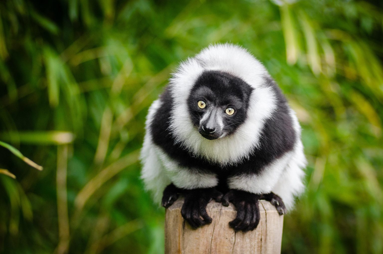 Madagascar lemur in its natural environment
